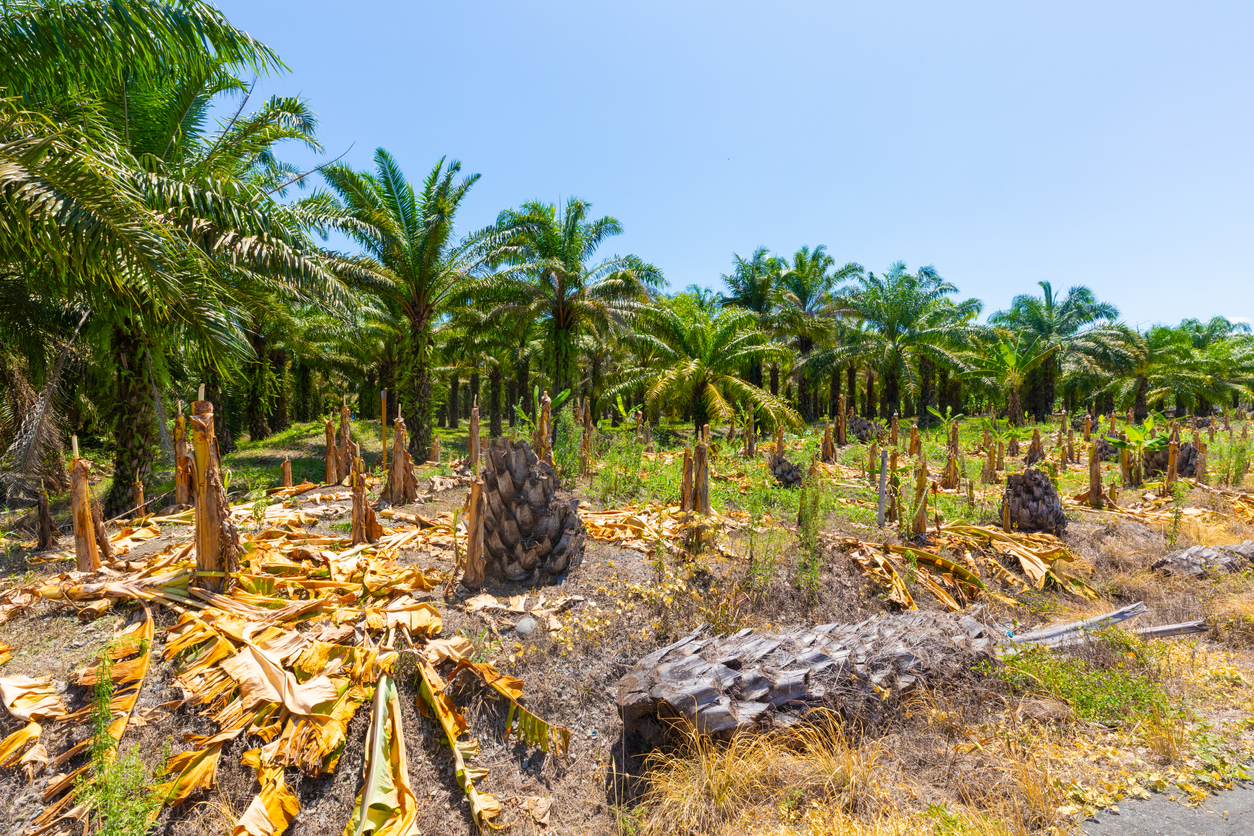 Costa Rica, deforestation of coconut palms