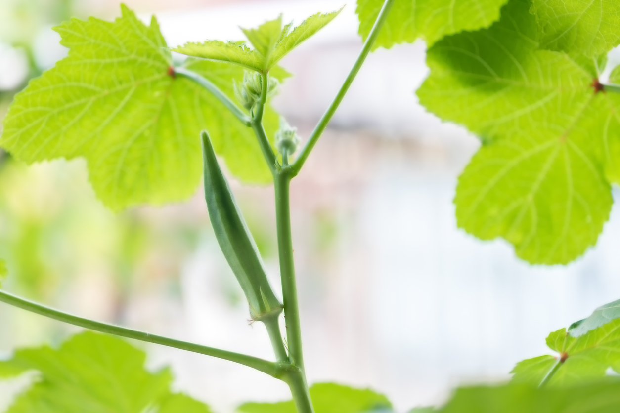 Okra vegetable on plant in farm. Okra plant growing in home garden. Okra flower