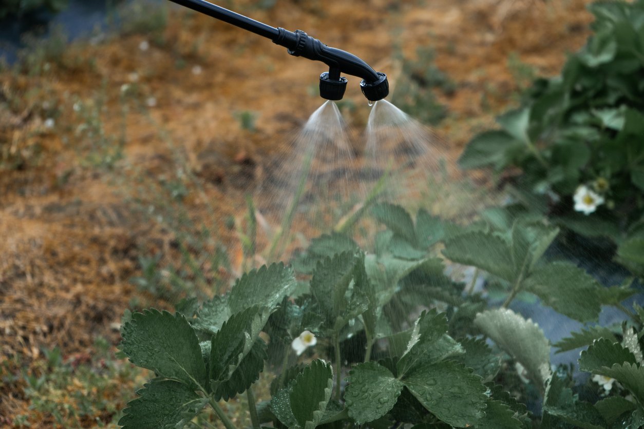 A young farm worker is spraying organic pesticides on strawberry crops in a polyethylene tunnel.