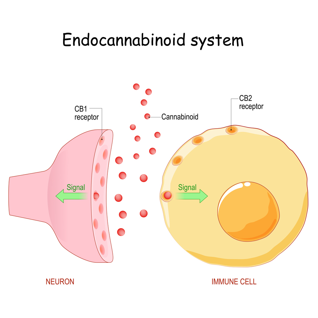 Endocannabinoid system. pharmacological effects of cannabis. Neuron with CB1 receptor and immune cell with CB2 receptor. Structure of a typical chemical synapse. Synaptic cleft and Neurotransmitter. vector illustration