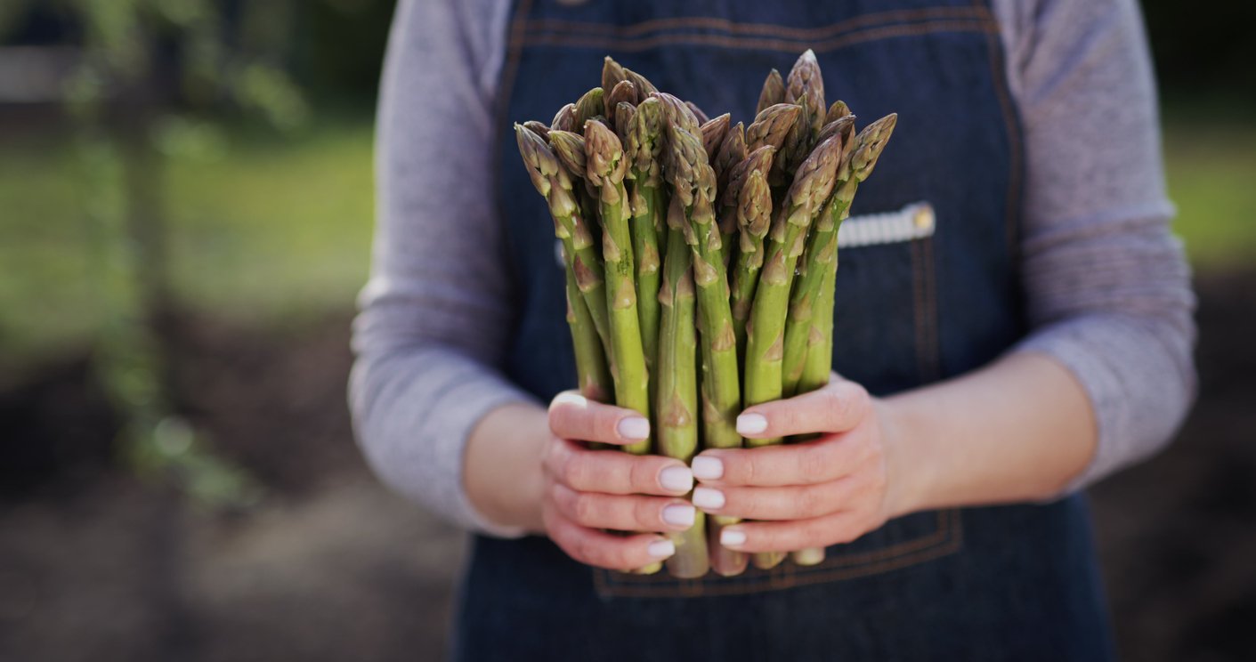 Female farmer holds sprouts of fresh asparagus, stands on a field.