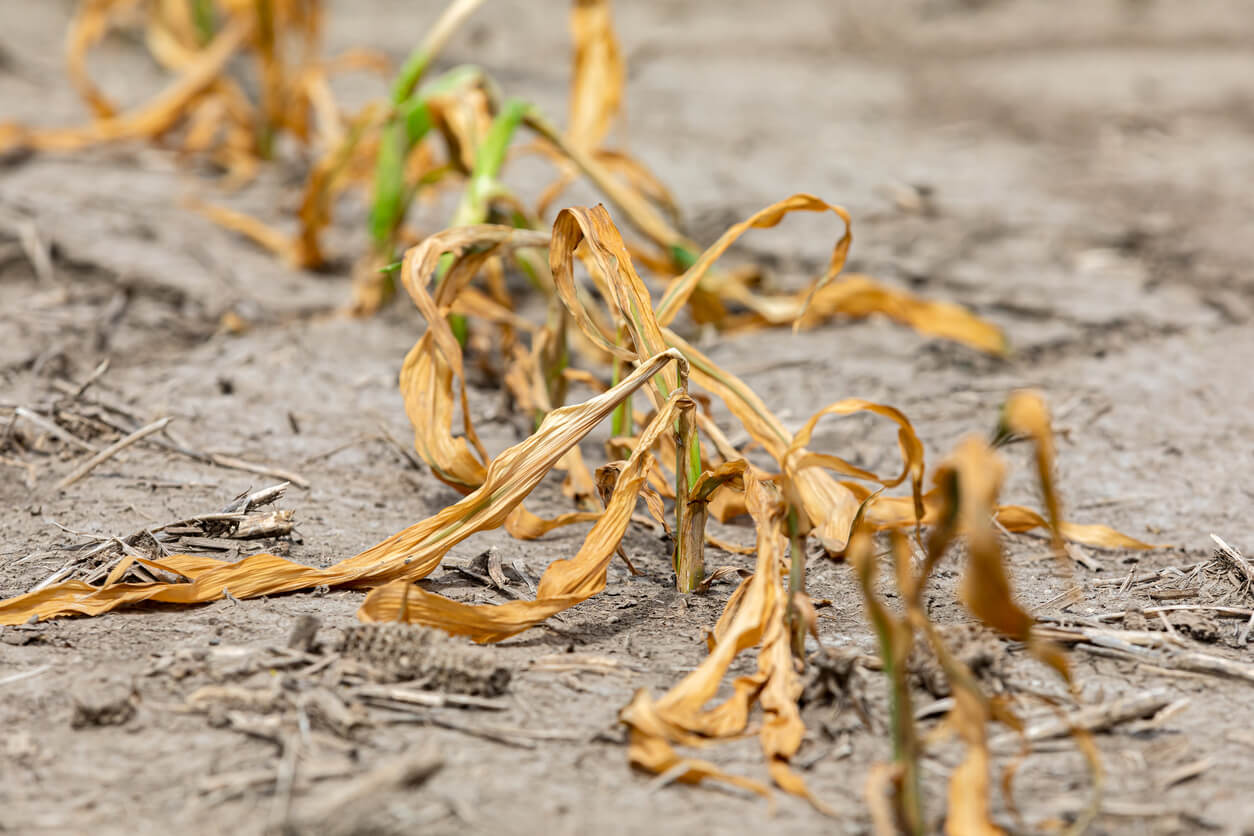 玉米田裡的玉米植株枯萎和死亡 除草劑損害 乾旱和炎熱天氣