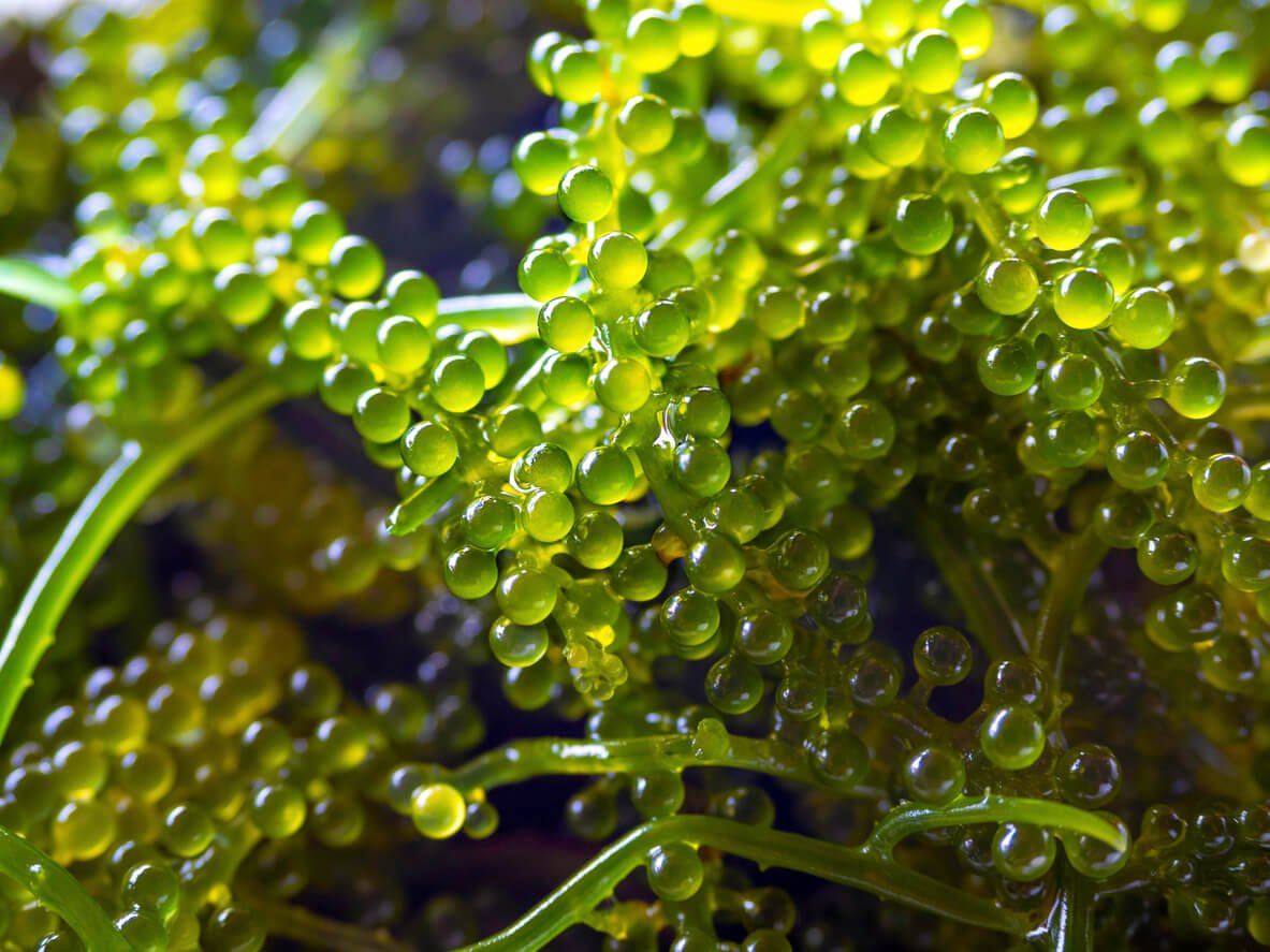 Sea Vegetable Used In Japan at Ricky Cortes blog