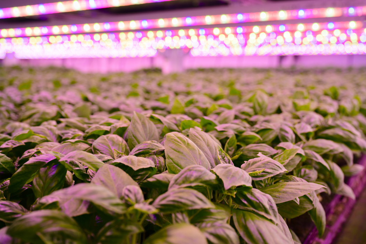 Focus on foreground basil growing in racks within controlled hydroponic technology system at vertical farm.