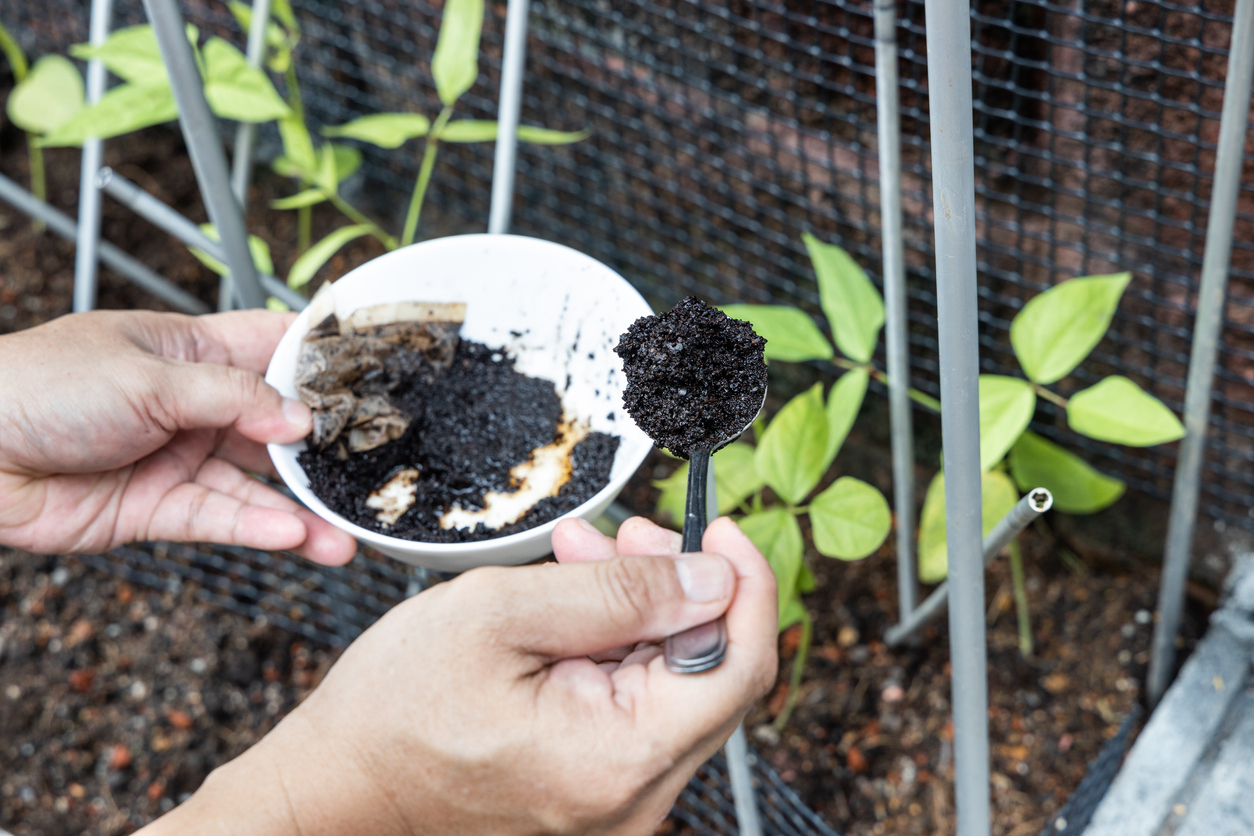 Coffee grounds being added to vegetables plant as natural organic fertilizer rich in nitrogen for growth
