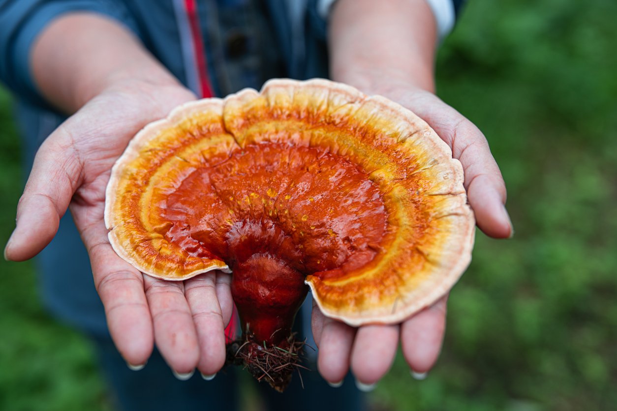 Fresh picked medicinal Ganoderma lucidum