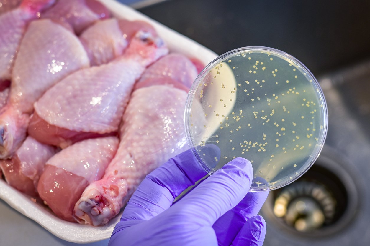 Bacterial culture plate with chicken meat at the background