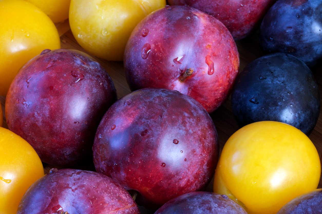 Multi-colored ripe sweet plums