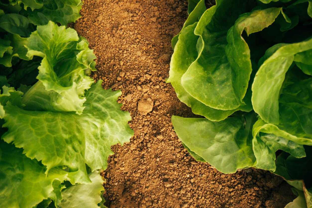 organic lettuce in the backyard