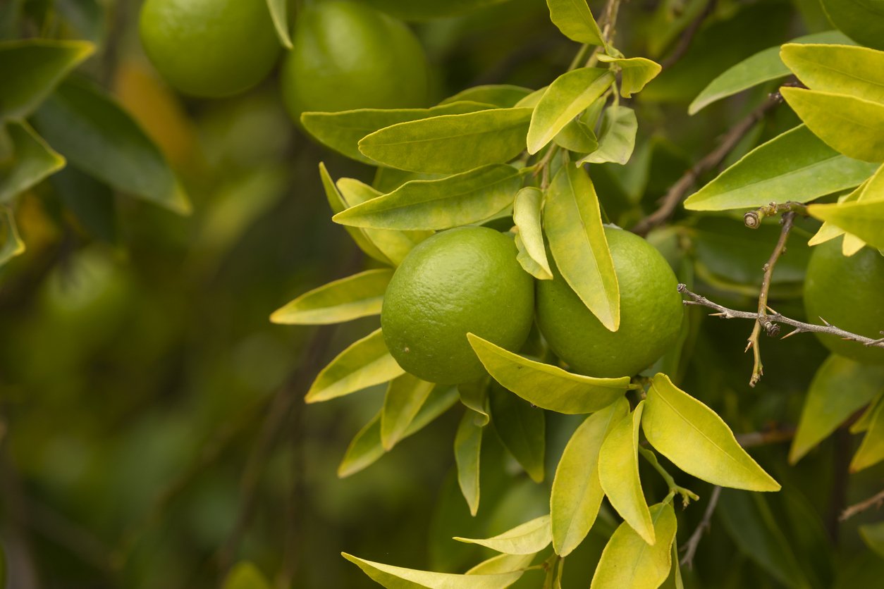 Citrus aurantifolia tree, full of fruits, limes, still small and very green, at the end of summer in an orchard near Madrid
