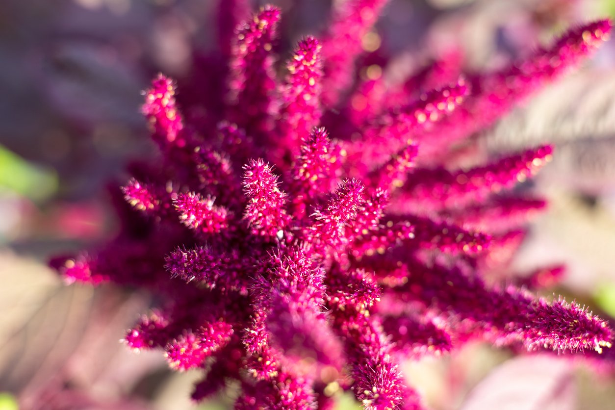 Vegetable amaranth flower with seeds, top view, blurred focus. Growing and caring for plants.