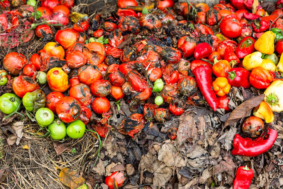 Color image depicting a compost heap and decomposing vegetables at the bottom of a domestic garden. 