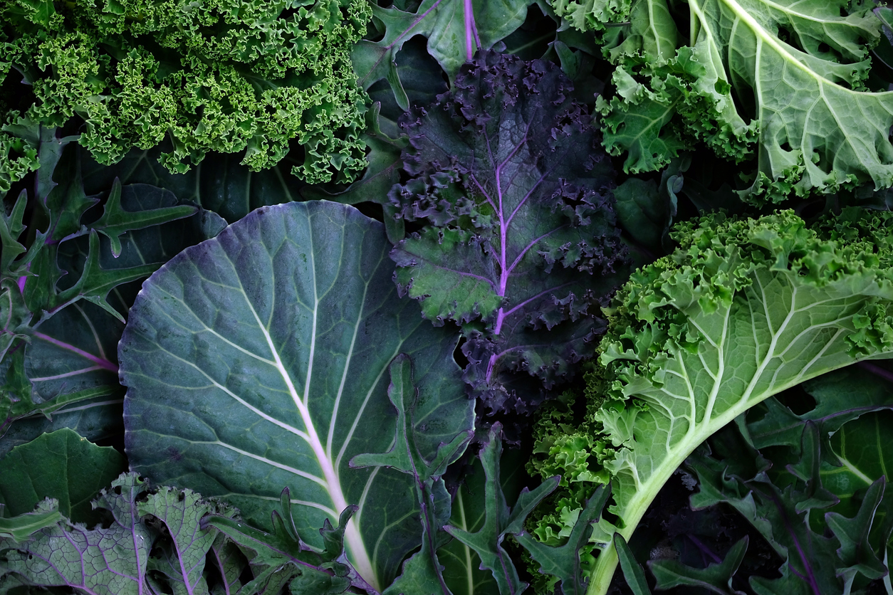 Leaves of different types of kale cabbage top view background. Beautiful bright natural background. Leaves of different sizes and colors close-up. Greens for making salad, detox. varieties of cabbage