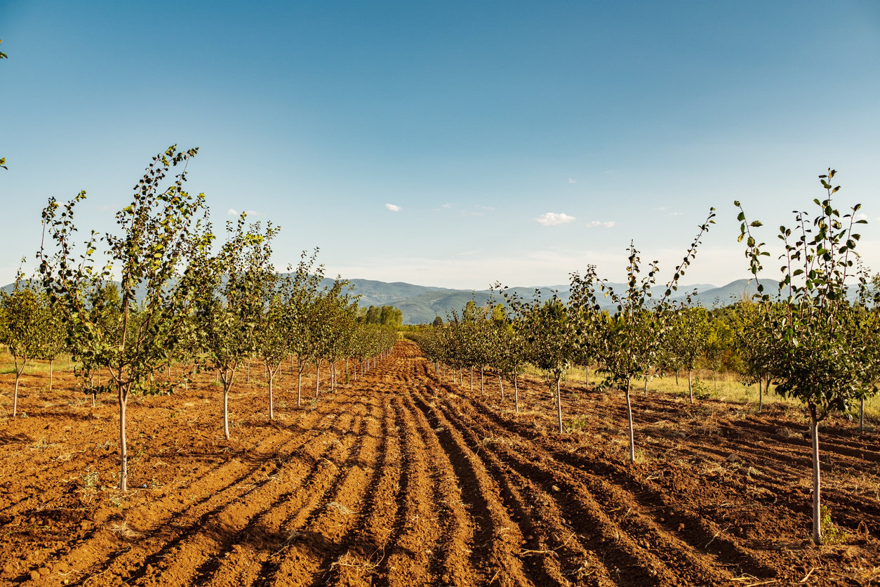 Plum orchard field