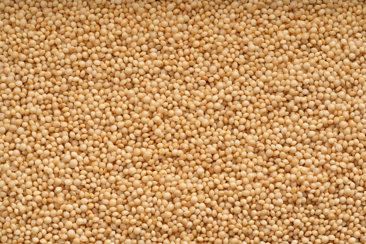 close-up shot of amaranth