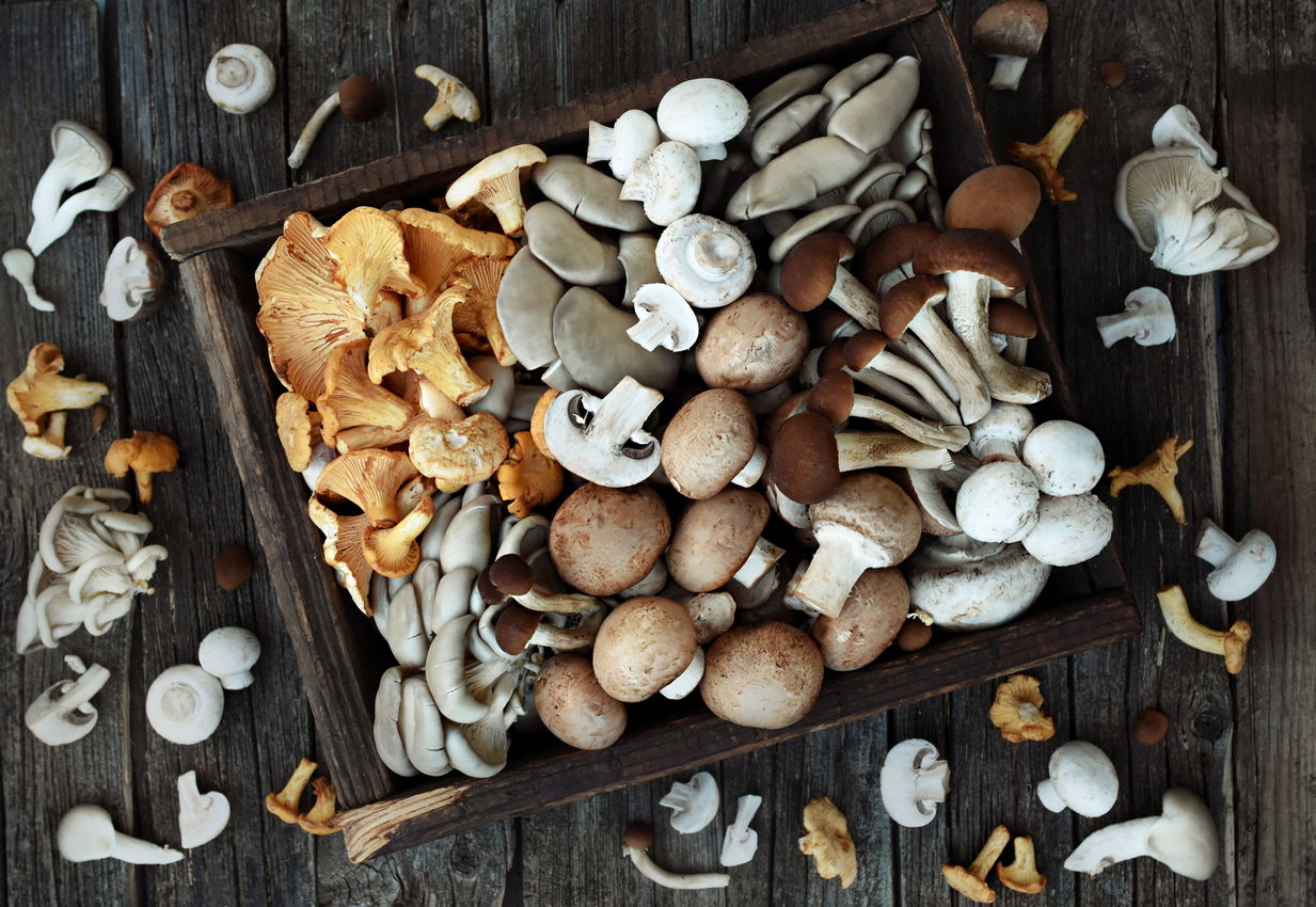 A variety of different healthy mushrooms like chanterelle, white button, and oyster in a wooden box on a table