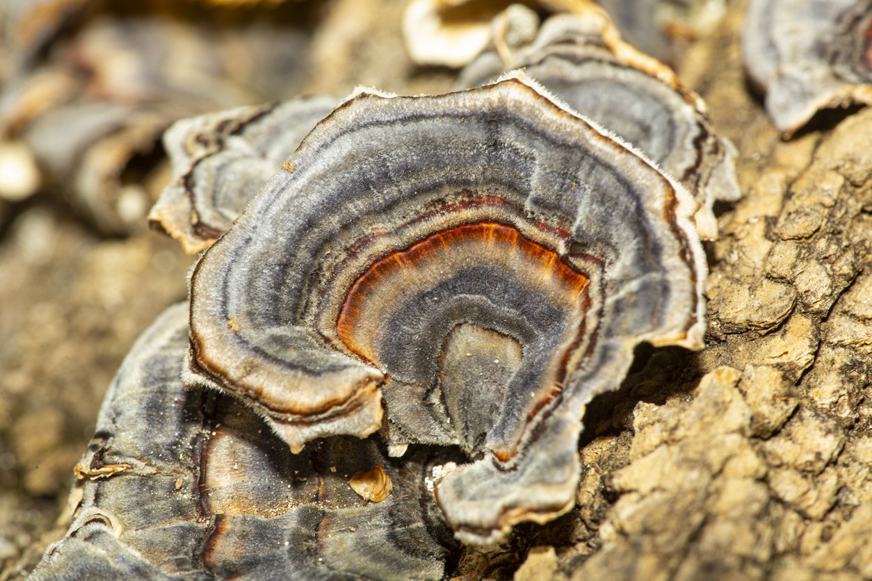 Turkey tail mushroom on log at Case Mountain in Connecticut.