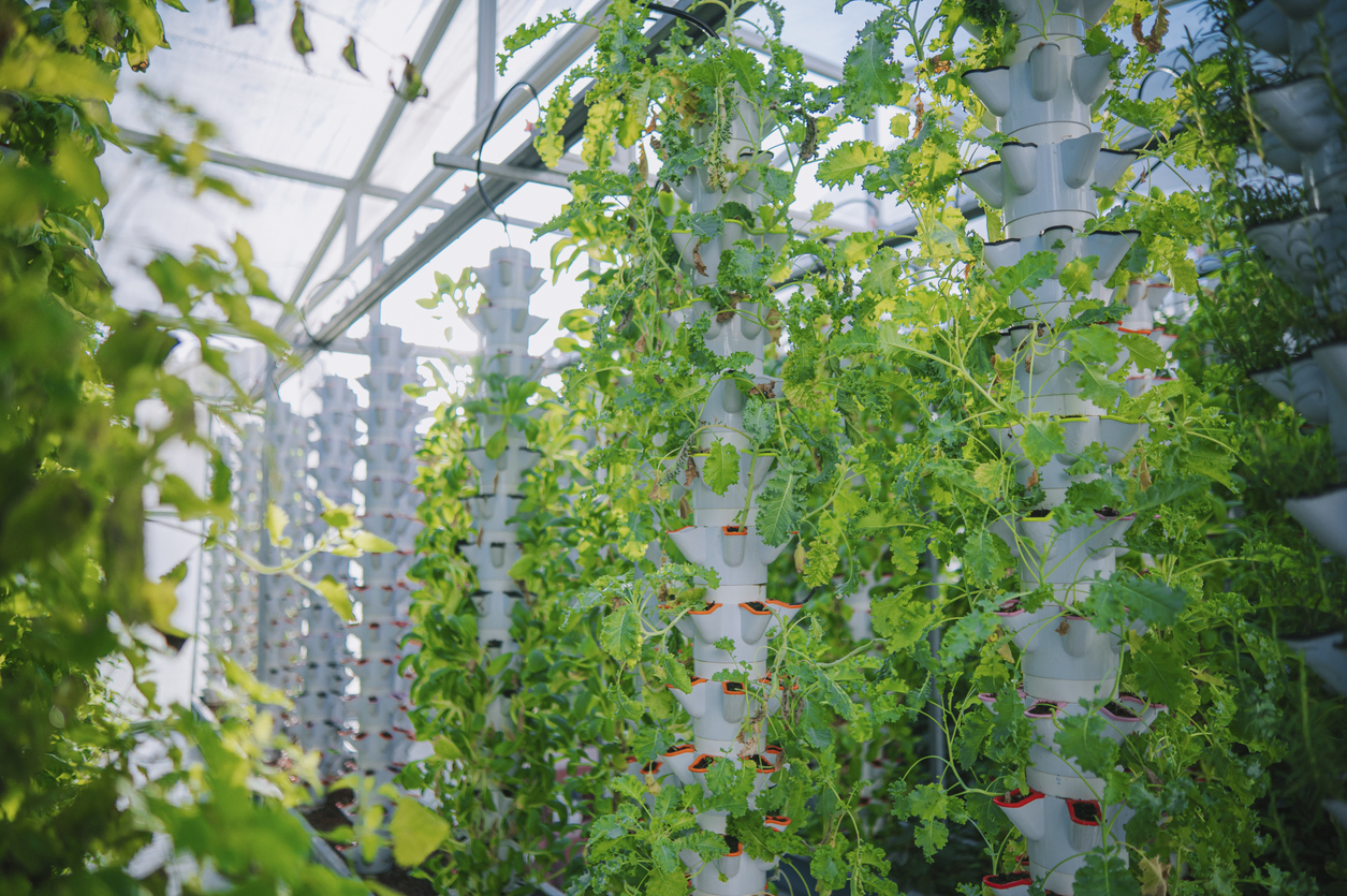 Inside of Greenhouse Hydroponic Vertical Farm Eco system with rows of curly kale seedlings of various sorts of garden vegetables growing on shelves ready for harvest
