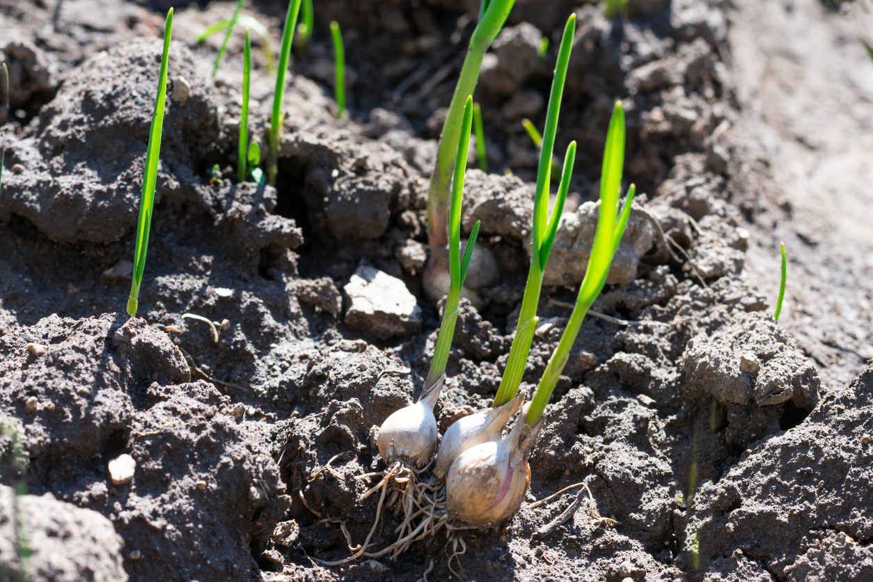 Rooted garlic bulbs are growing on ground. Juicy green sprouts of garlic planted in garden. Growing and gardening vegetables.Close up