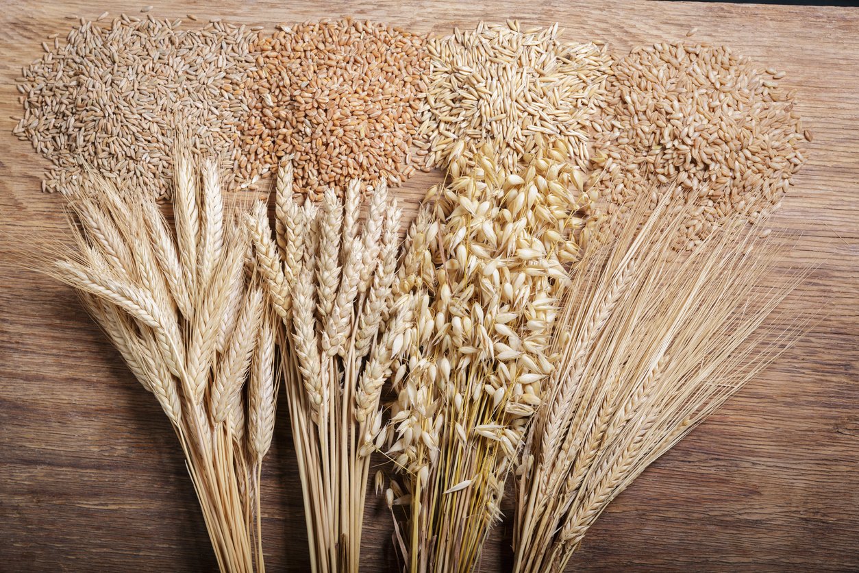 Ripe ears of cereals and grains. Wheat ears, rye, barley and oats on wooden background, top view