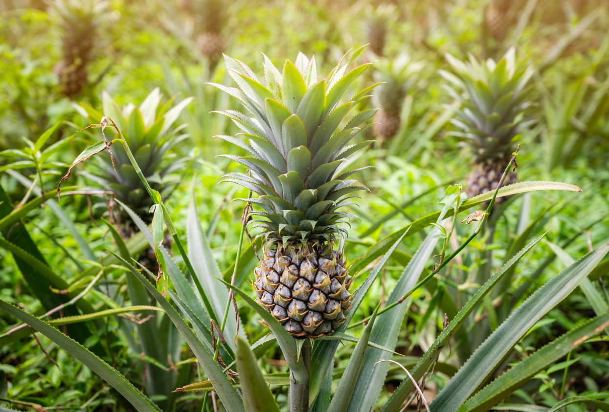 Group of pineapple fruits grow in plantation field.