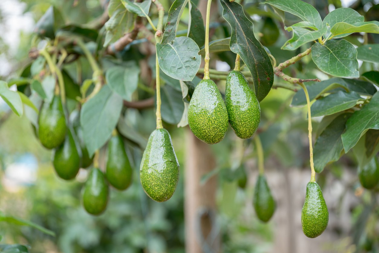 Bunch of fresh avocados on an avocado tree branch in sunny garden.