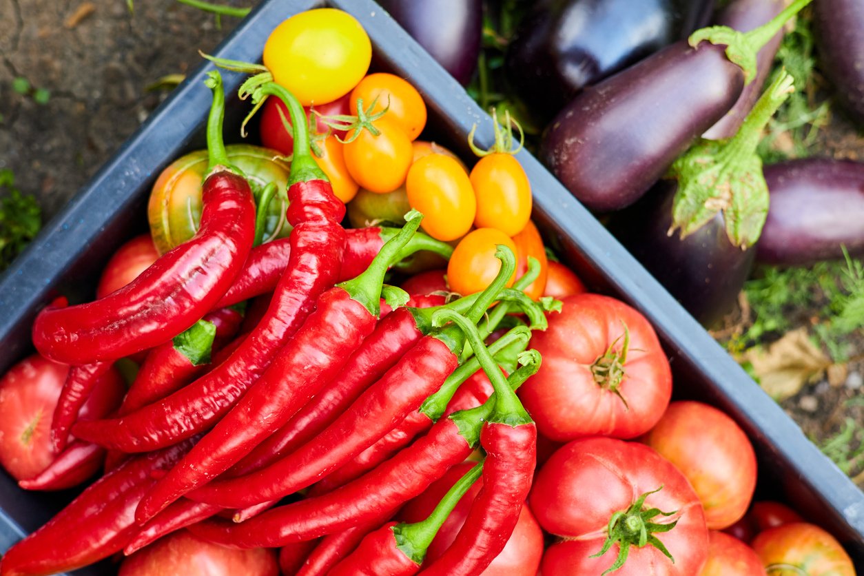 Freshly picked tomatoes, red hot chilli peppers and eggplant in the garden in a plastic container. Top view