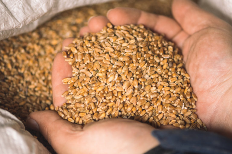 Is Wheat Good For You Examining Its Health Benefits Downsides Food is-wheat-good-for-you-examining-its-health-benefits-downsides-food