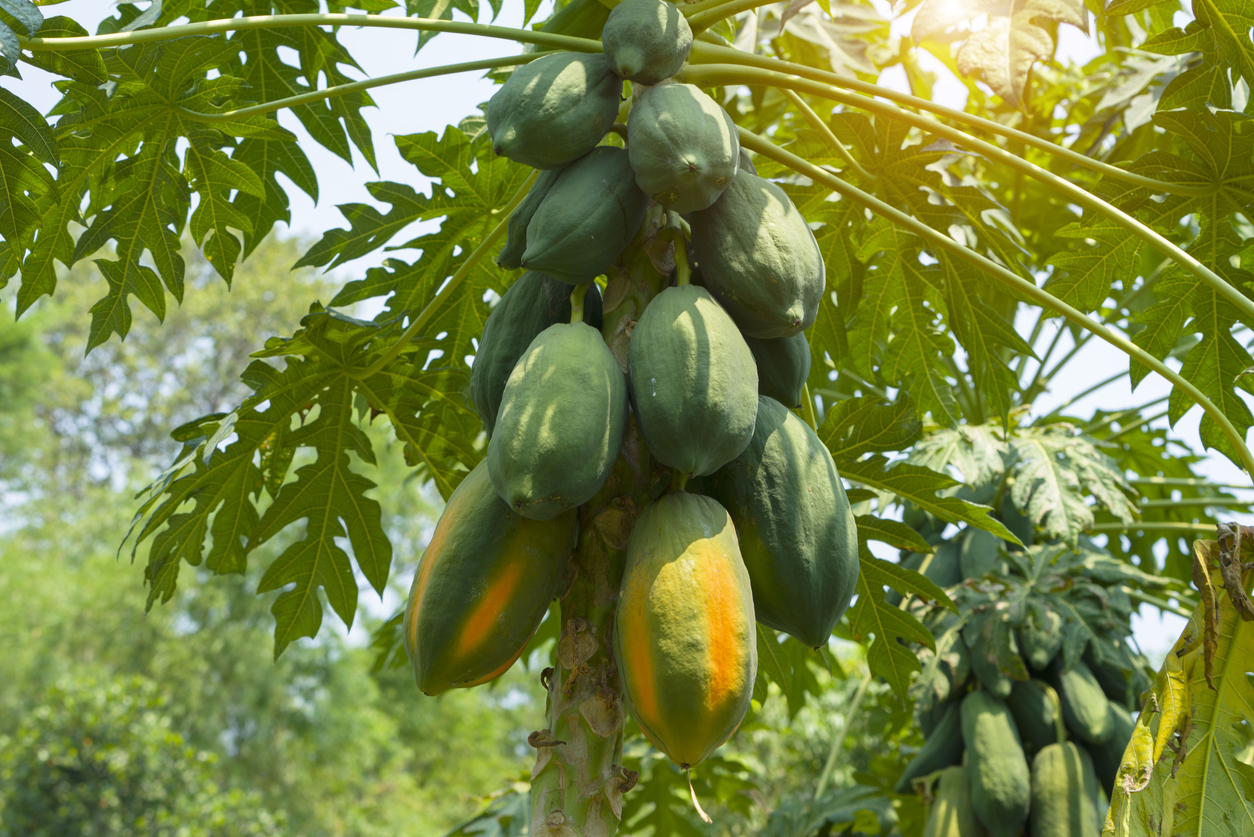 Photo close up of papaya tree with green fruits. Nature fresh green papaya on tree with fruits in nature landscape.