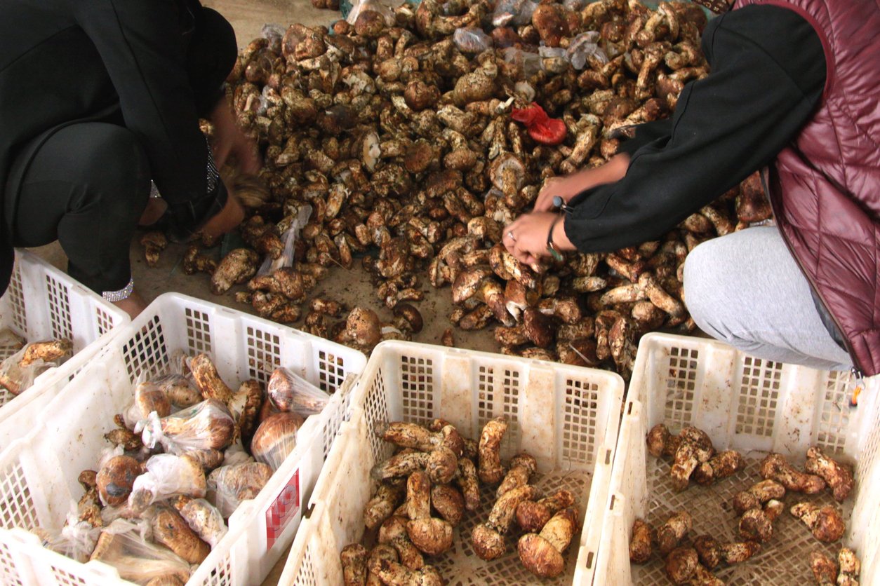 Shangri-la matsutake is on the market.The merchant is sorting