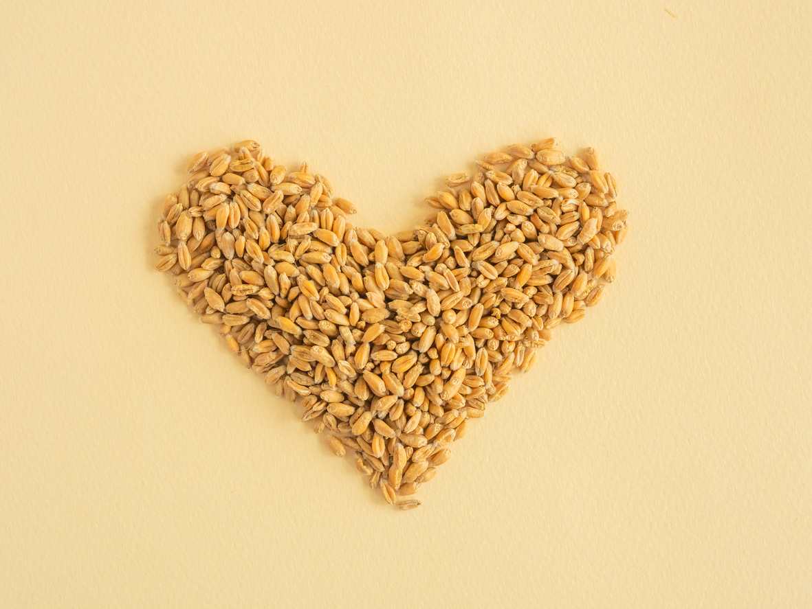 Dry durum wheat grains are scattered in an even layer in the shape of a heart, the place of copying. The concept of a good harvest or a global crisis, lack of bread, background.