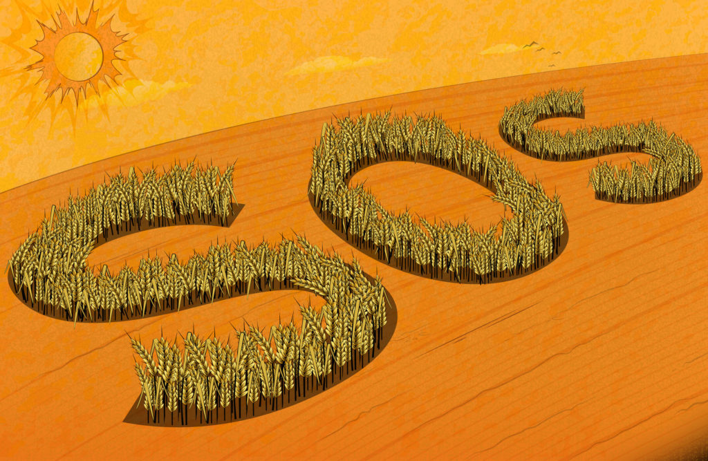 SOS spelled out in wheat with a sun overhead