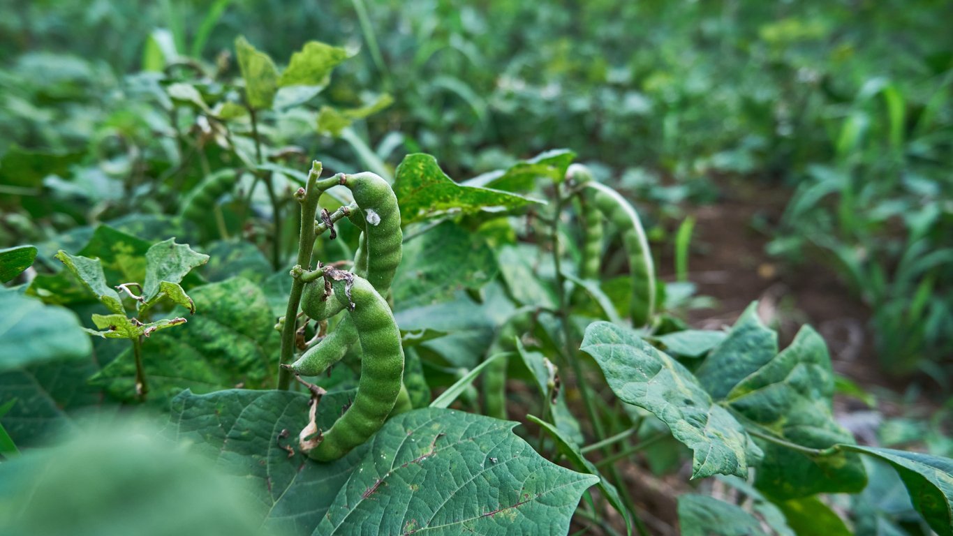 Jicama seeds growing in a garden