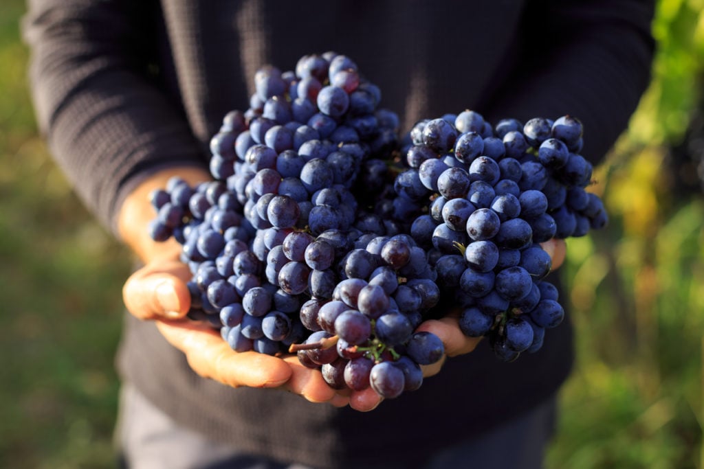 Hands holding purple wine grapes