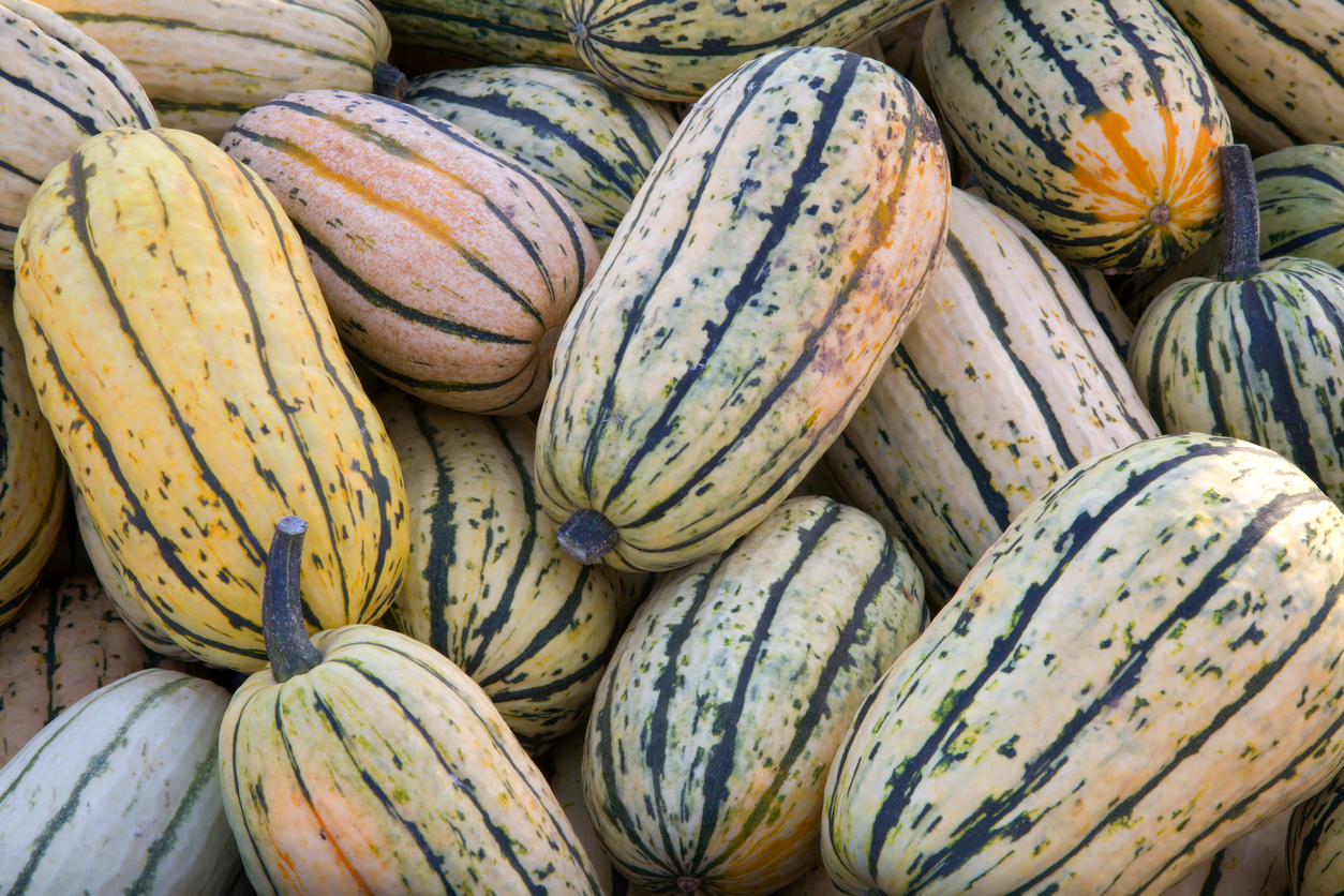 delicata winter squash varieties organic harvest agriculture market