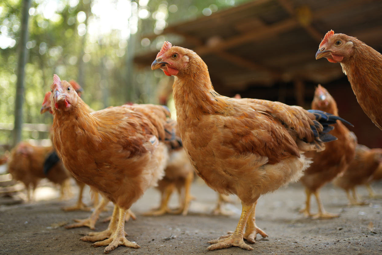 a family bred rooster