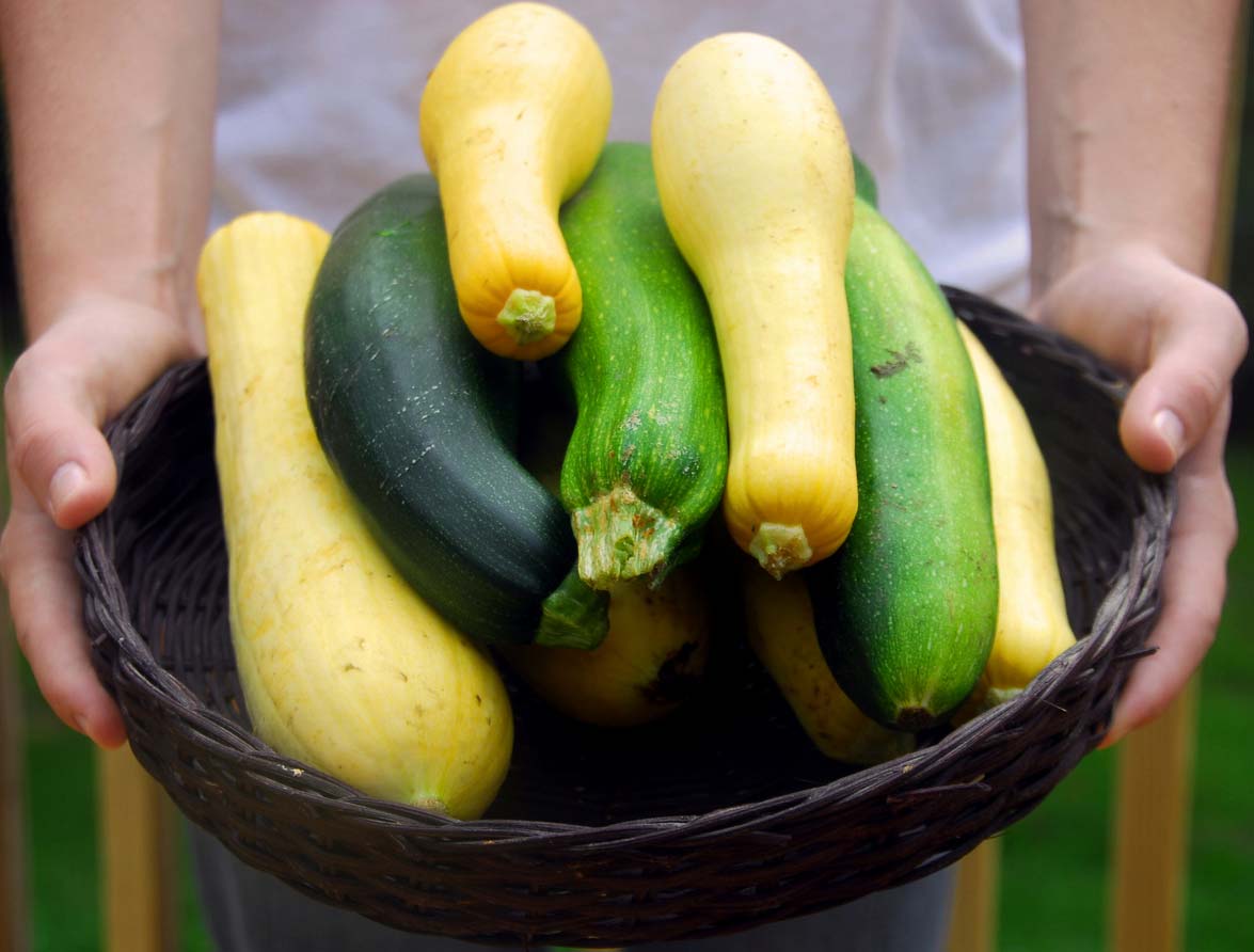 Basket of fresh summer squash