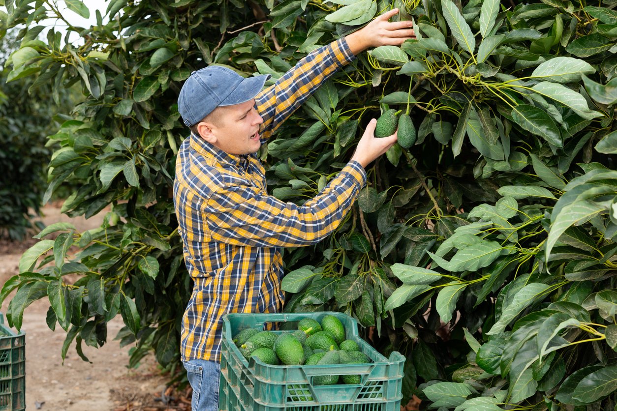 Delighted farmer collecting avocados among green leafy avocado trees in a fruit garden