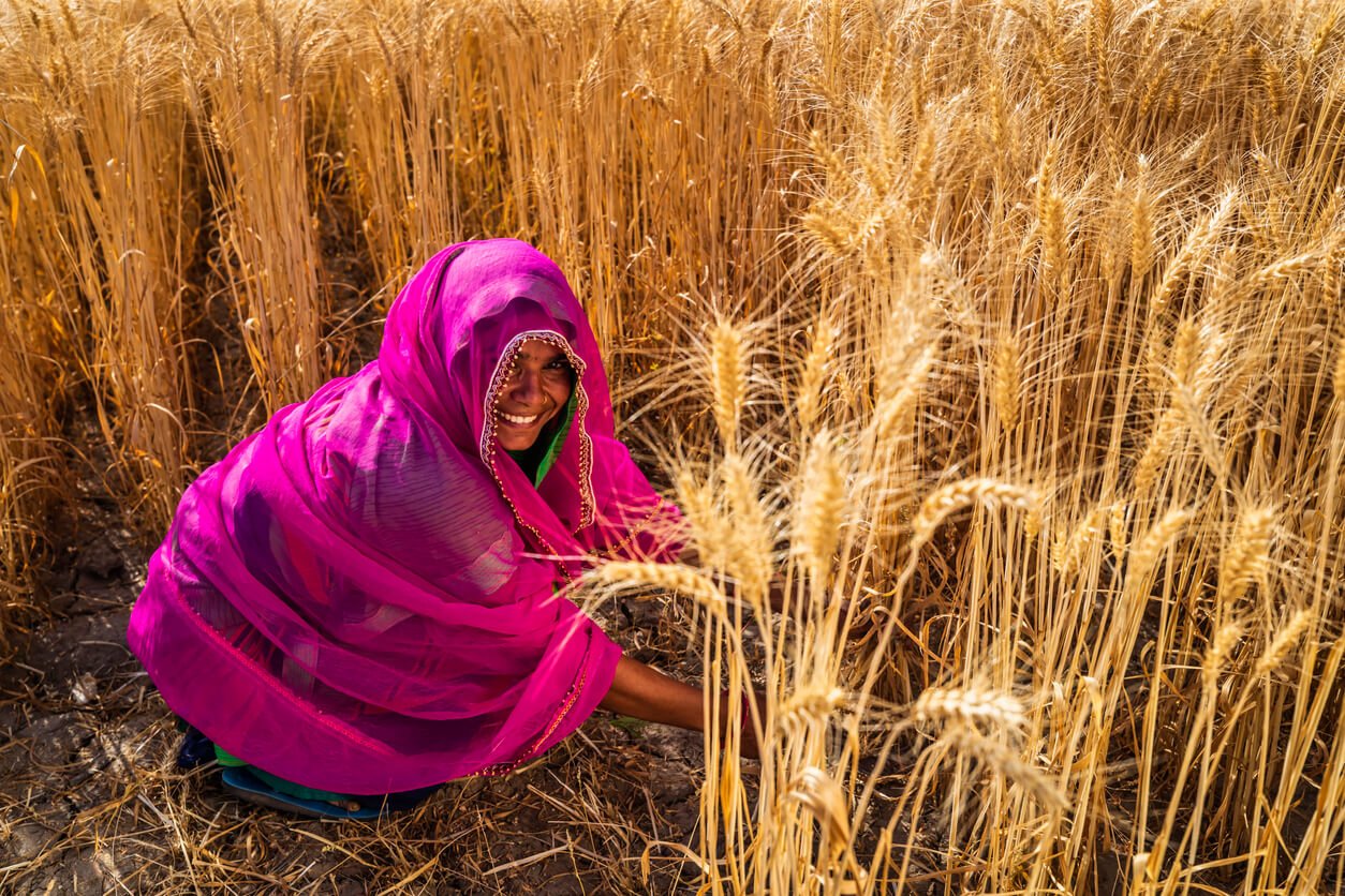 Young Indian woman cutting a wheat