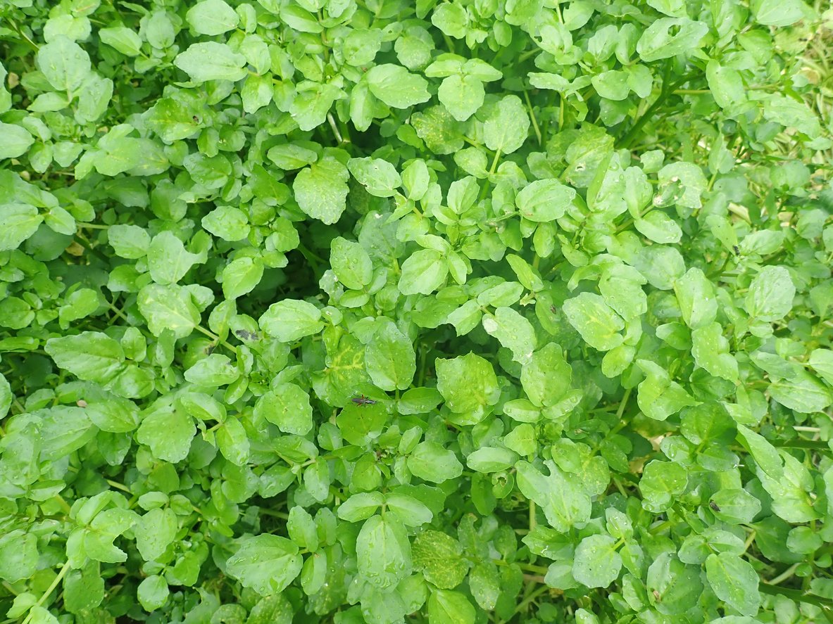 Watercress or yellowcress (Nasturtium officinale) is a species of aquatic flowering plant in the cabbage family Brassicaceae. Watercress is a rapidly growing perennial plant. It is one of the oldest known leaf vegetables consumed by humans. The hollow stems of watercress float in water. The leaf structure is pinnately compound. Small, white, and green.