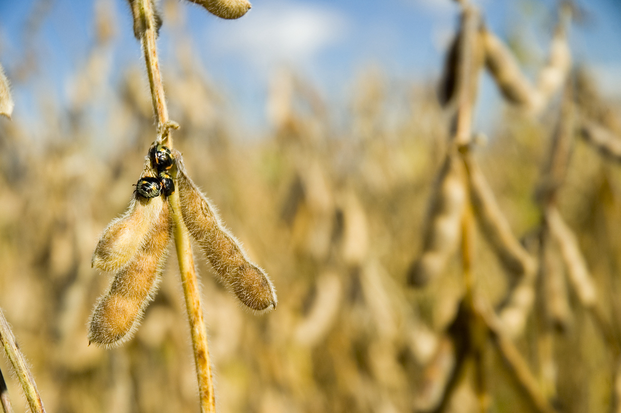 Soybeans and Beetles