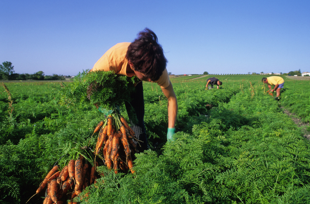 胡蘿蔔的收穫