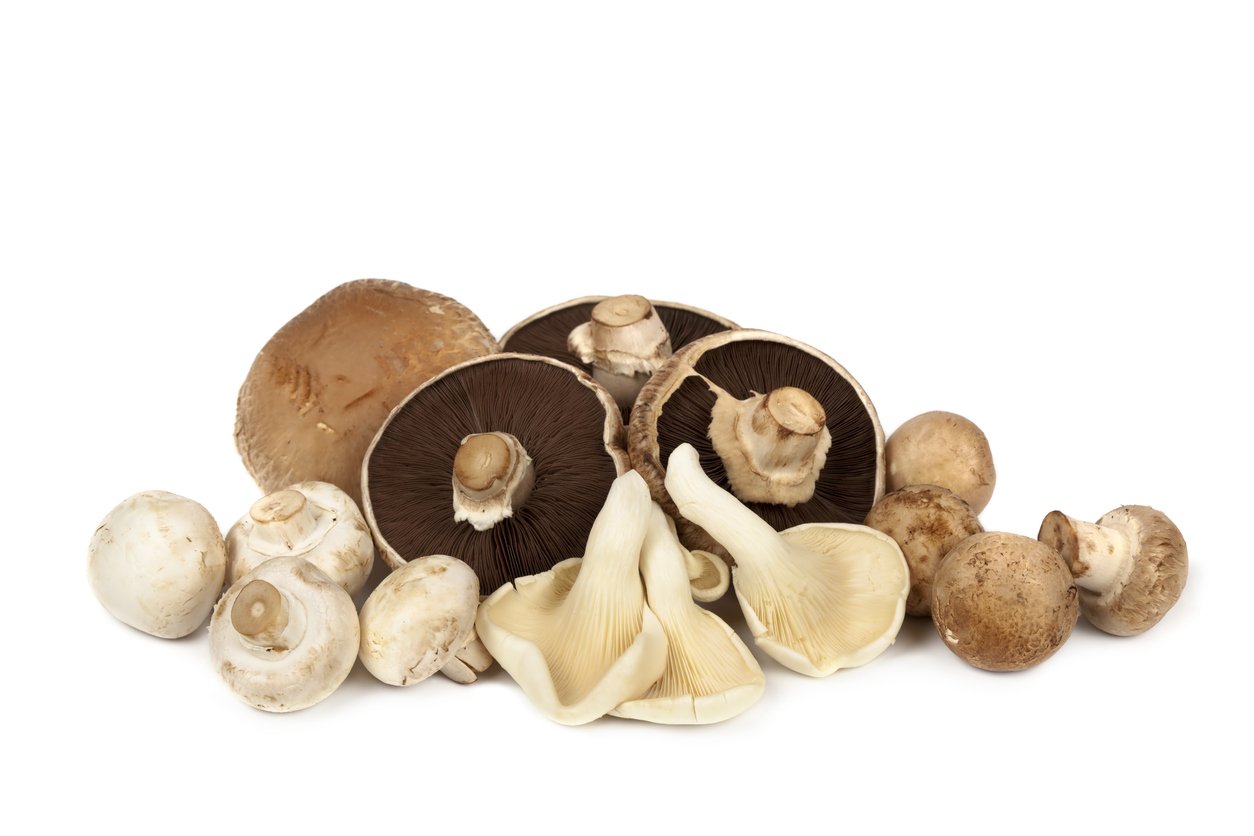 Mushroom Varieties over White