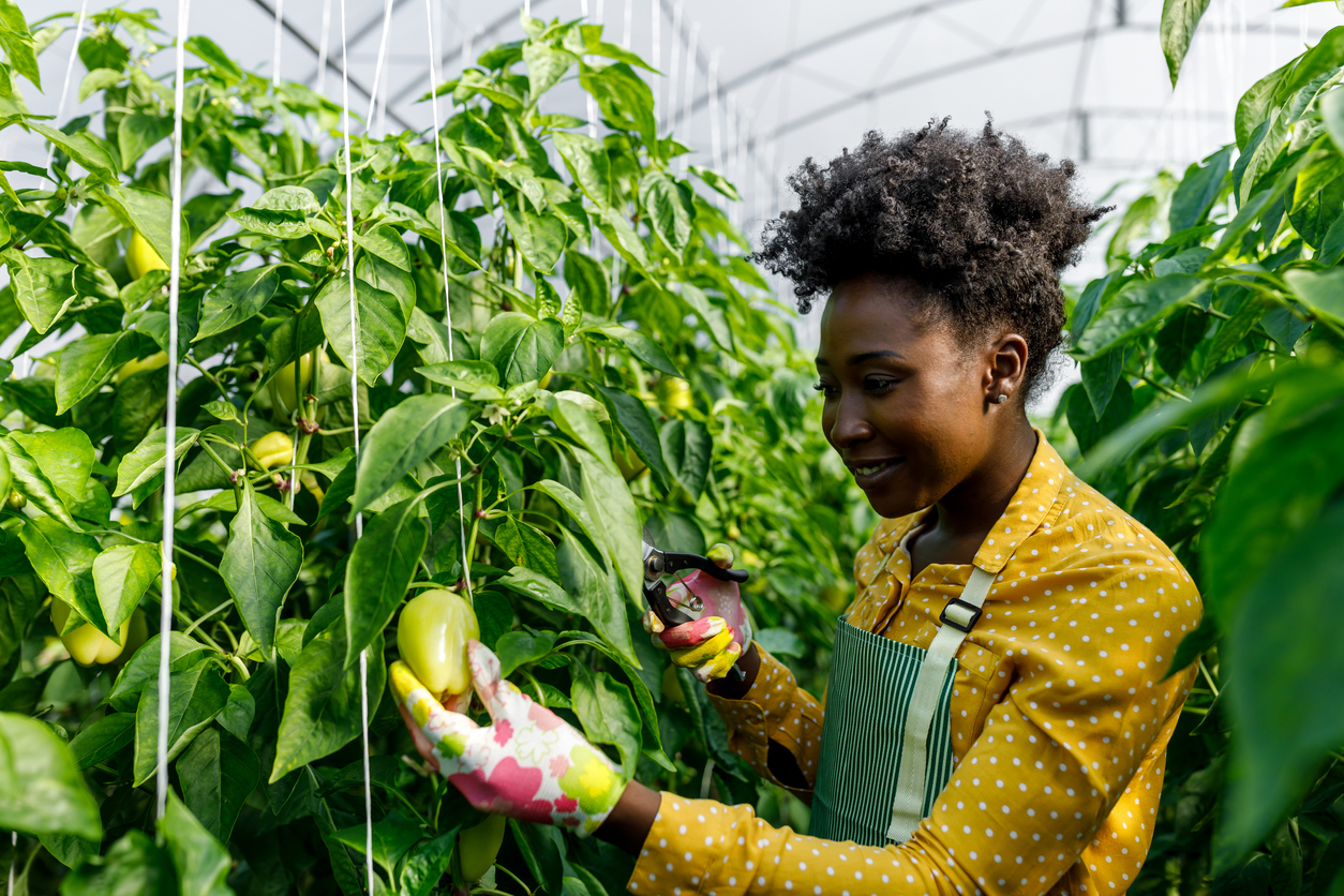 A young African woman is using a pair of garden scissors to pick peppers from a large greenhouse.
