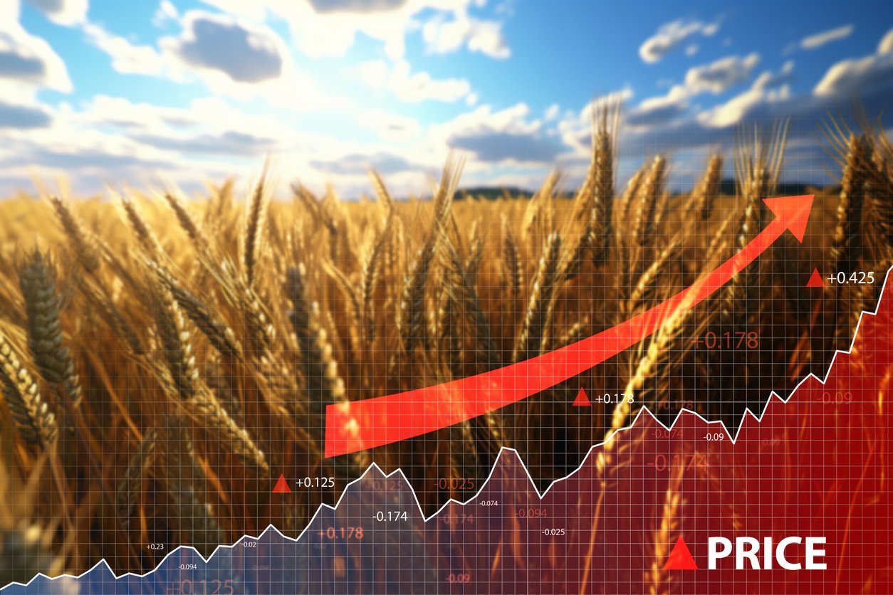 Shot of vast fields of grain in sunny day with graphs and arrow.