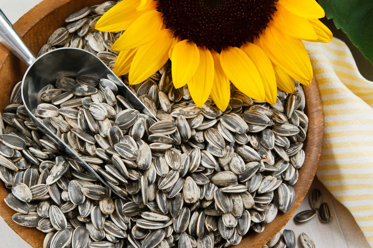 Sunflower and seeds