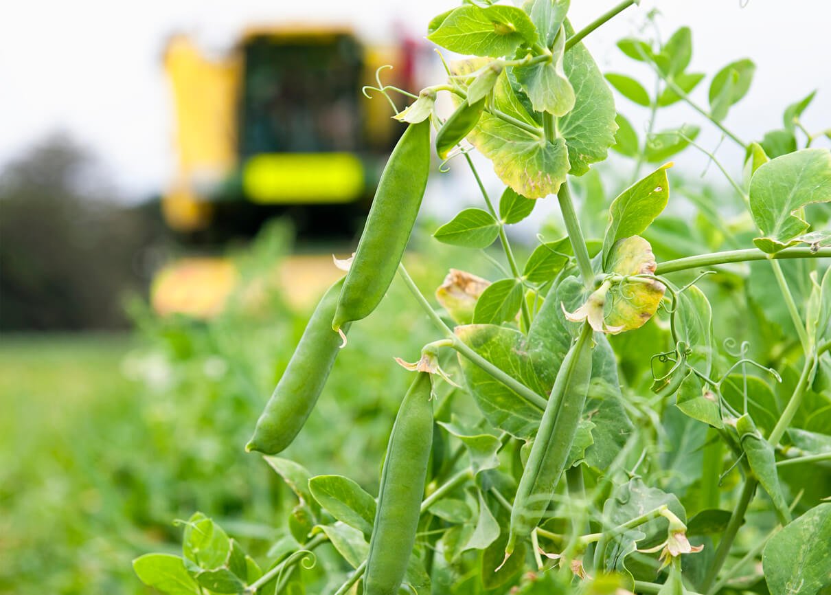 pea pods hanging from a pea plant