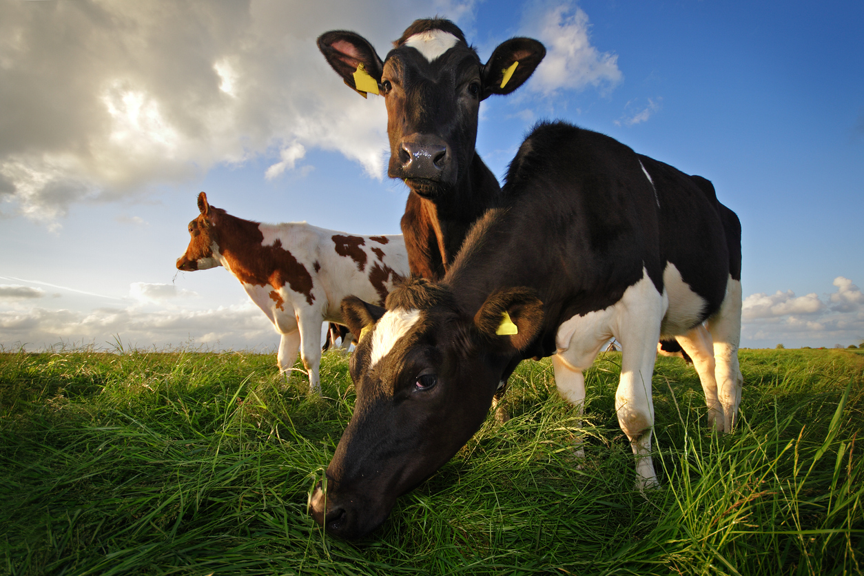 grazing cows in the Netherlands