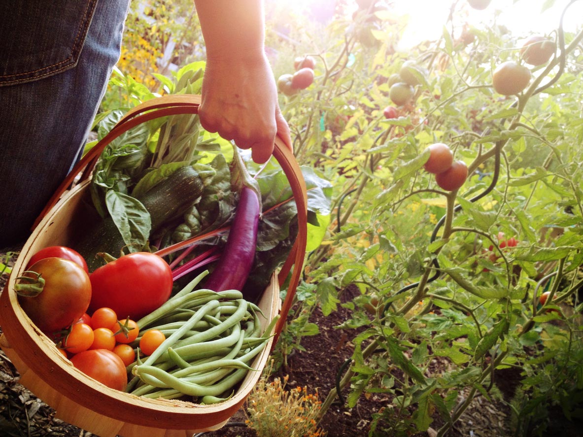 Woman holding basket of freshly picked vegetables