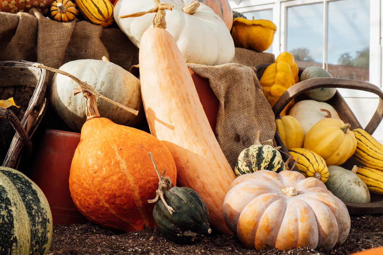 Close up Various colorful squashes and pumpkins displayed in the glass house on a summy day. Autumn vegetable harvest. Selective focus